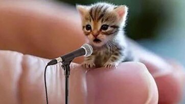 Tiny Kitten Concert: The Teeniest Singer Takes the Stage