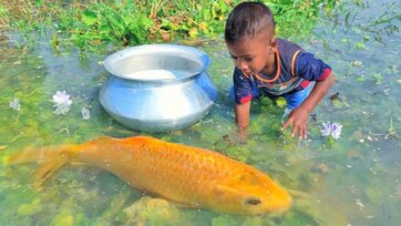 The Boy and the Giant Golden Fish Adventure