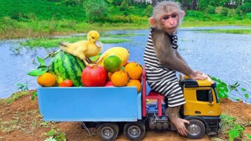 Little Monkey Drives a Fruit Truck with a Duckling Friend